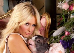 Paris Hilton khoe bé lợn cưng - Shiloh mặt đỏ ửng vì trời rét