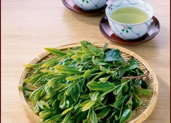 Uống chè xanh để luôn vui tươi