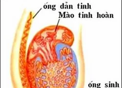 Ung thư hai "hòn bi": những điều cần biết