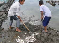 Ô nhiễm, 'đầm bạc' hoá thành... 'đầm chết'