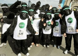 Hàng trăm chú khỉ Gorilla... chạy marathon trên đường