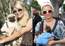 Paris Hilton bị tổ chức bảo vệ động vật lên án