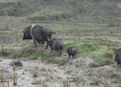 Lợn mán Sapa 'ế hàng' giữa trời lạnh cóng