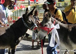 Hai chú lừa cưới nhau vào đúng ngày Valentine