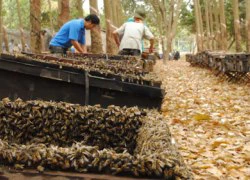 Lấy mật ong mùa lá rụng