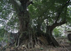 Cây thị ngàn năm ở Hà Nội trở thành di sản Việt Nam