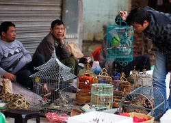 'Độc nhất vô nhị' chợ chim Hà thành