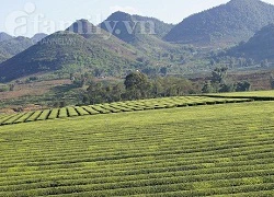 Lạc vào thảo nguyên chè Suối Lìn