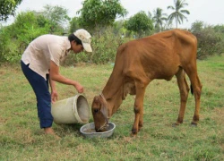 Cậu học sinh lớp 11 chăn bò nuôi ước mơ vào đại học