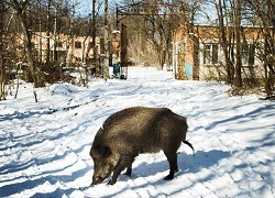 Một ngày ở Chernobyl