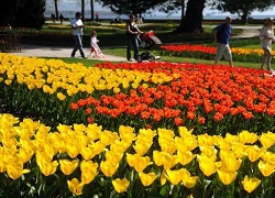 Tưng bừng lễ hội hoa tulip ở Thụy Sĩ