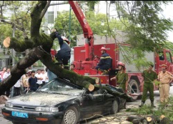 Cây đổ đè bẹp ô tô đang chạy, xe vỡ toác