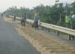 Phú Yên: Quốc lộ 1A là sân phơi lúa