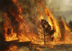 Cháy rừng hoành hành ở Arizona, Mỹ