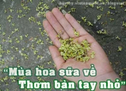 Hoa sữa và em