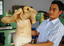 Nấm mối "khổng lồ" nặng 3,5kg