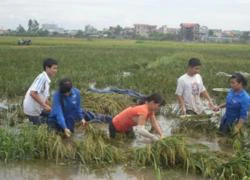 Sinh viên Hà Nội tập làm nông dân "cứu" lúa