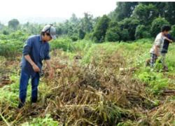 Bình Phước: Gần chục hecta hoa màu, điều, cao su bị chặt hạ trong đêm