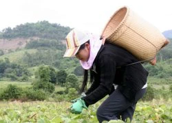 Cô bé thủ khoa hái đậu thuê cách nhà 200km