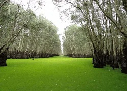 Hoang sơ rừng tràm Trà Sư