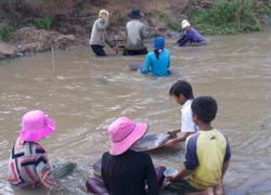 Nhiều trẻ em tham gia đào đãi vàng