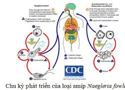 Amíp "ăn não" là loại ký sinh trùng gì?