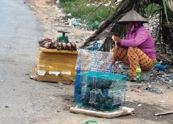 Nguy cơ tuyệt chủng động vật hoang dã: Tận diệt động vật hoang dã để ăn, nhậu!