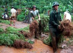 Trồng cần sa nuôi... gia súc!?