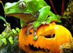 Động vật cũng háo hức đón Halloween