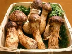 Matsutake - mùa nấm người Nhật mong chờ đã tới!