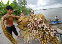 Sống nhờ cơn lũ dữ ở đồng bằng Cửu Long