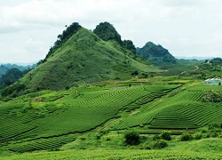 Trôi trên những sóng chè Mộc Châu