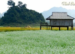 Cao nguyên Mộc Châu mùa cải trắng