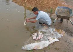 Hà Tĩnh: Hãi hùng cảnh "làm sạch" nội tạng bò trong ao tù