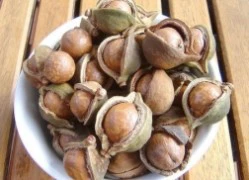 Hạt mắc ca (Macadamia) hoàng hậu trong các loại quả khô