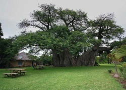 Kì lạ quán bar ở trong hốc cây