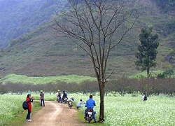 Mê mẩn thung lũng cải trắng