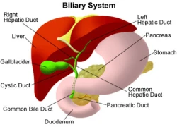 Những điều cần biết về bệnh viêm gan