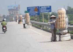 Những quả ổi "nguy hiểm"