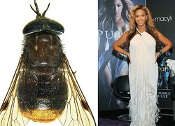 Beyonce được đặt tên cho một loài ruồi