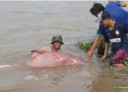 Săn trộm cá hô trên sông Tiền