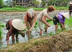 Thú vị du lịch ruộng Hội An