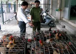 Bắt giữ và tiêu hủy 1.500kg gà không rõ nguồn gốc