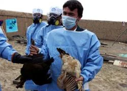 Cúm A/H5N1 tái xuất: Độc lực mạnh, tử vong cao