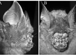Dơi quái vật Việt Nam gây xôn xao quốc tế