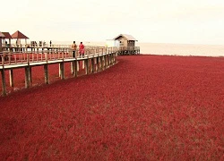 Ngắm thiên đường biển Đỏ ở Trung Quốc