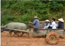 Nghệ An: Đám cưới, đám ma, đi viện đều bằng... xe trâu