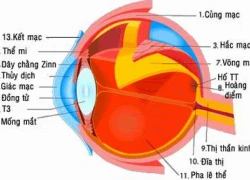 Trẻ hóa cửa sổ tâm hồn