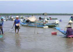 Cướp nghêu hoành hành tại các tỉnh miền Tây