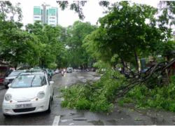 Hàng loạt cây xanh gãy, đổ vì mưa lớn